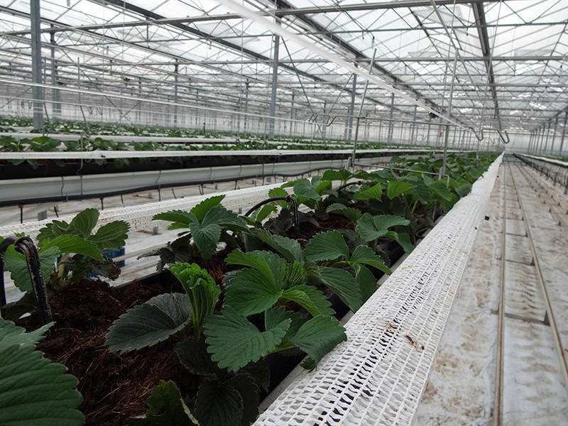 Fraga 53T Strawberry Truss Support Howitec Nets for every goal!